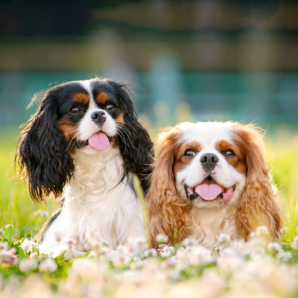 The Cavalier King Charles Spaniel Dog